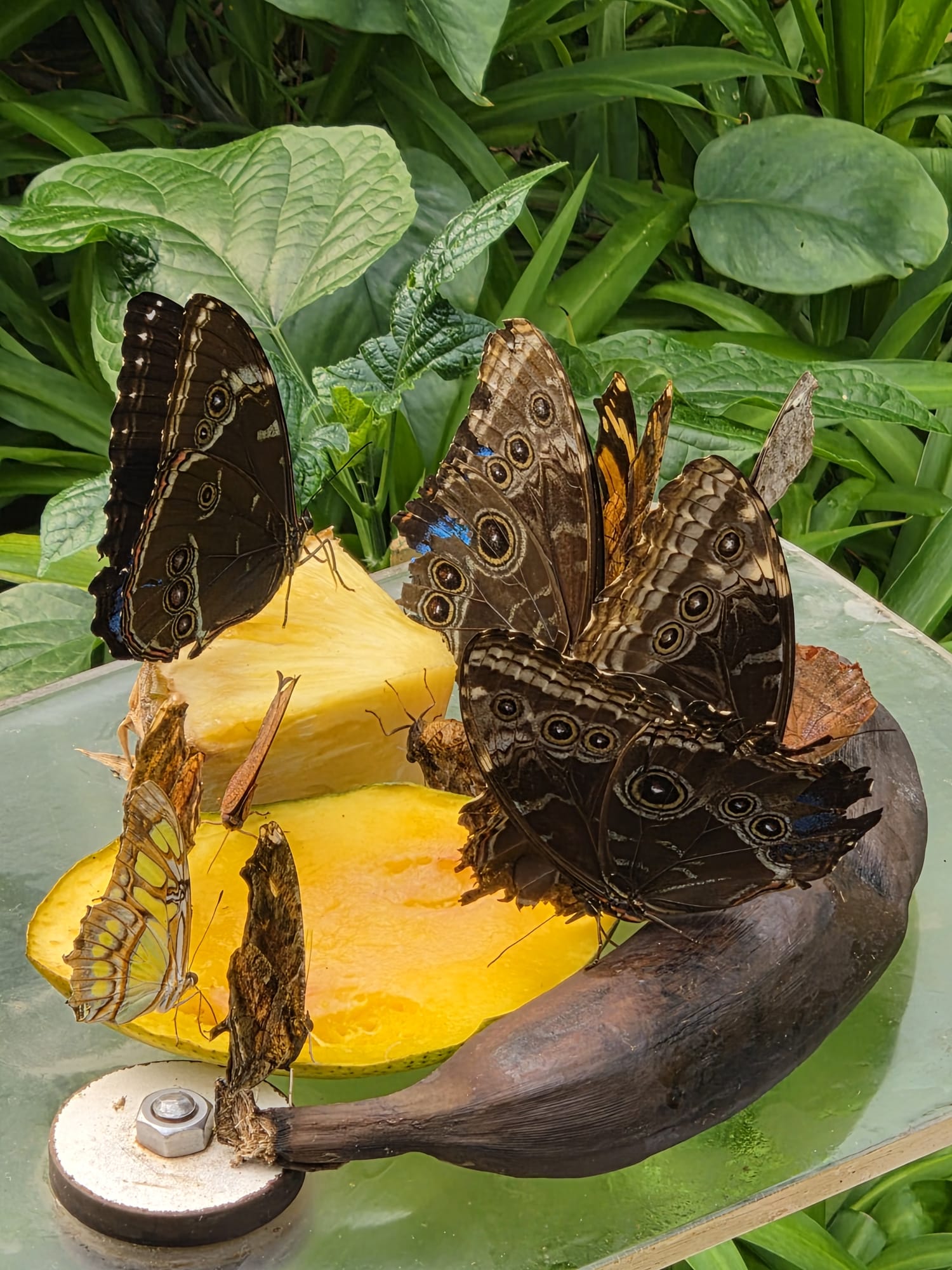 Vlinders bij ARTIS